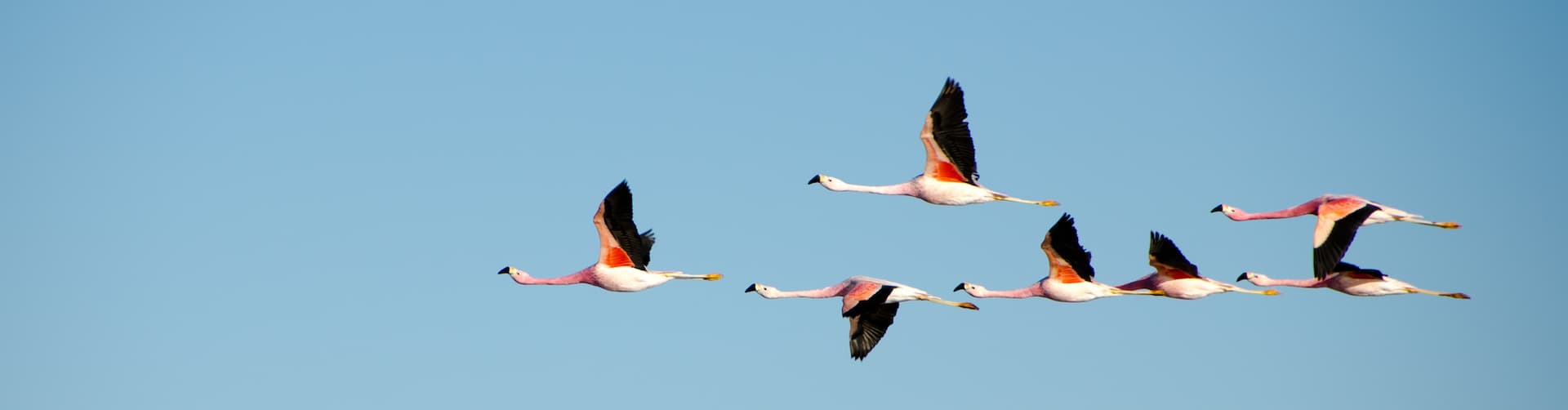 peruvian flamingoes in flight