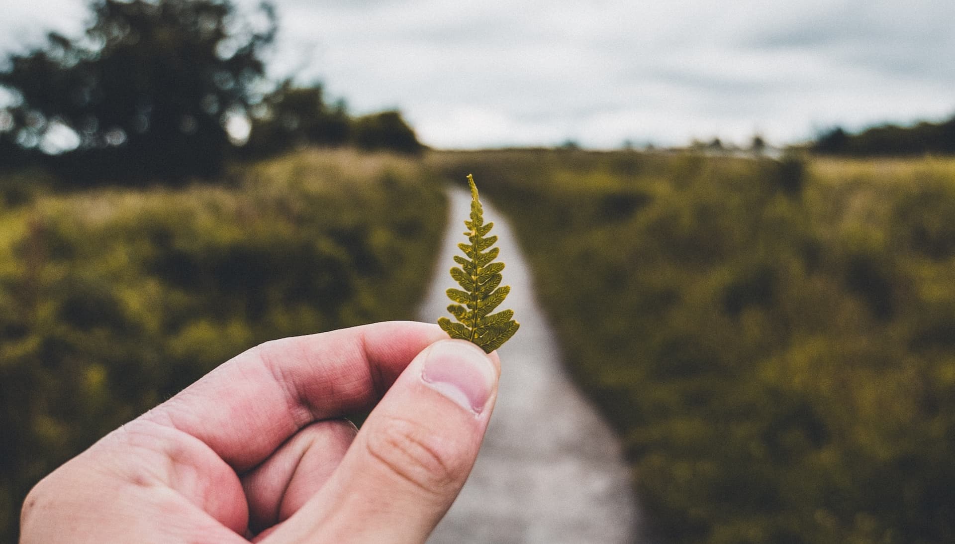 hand holding fern leaf