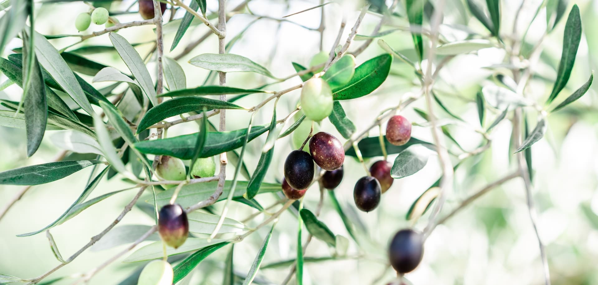 olives on an olive tree