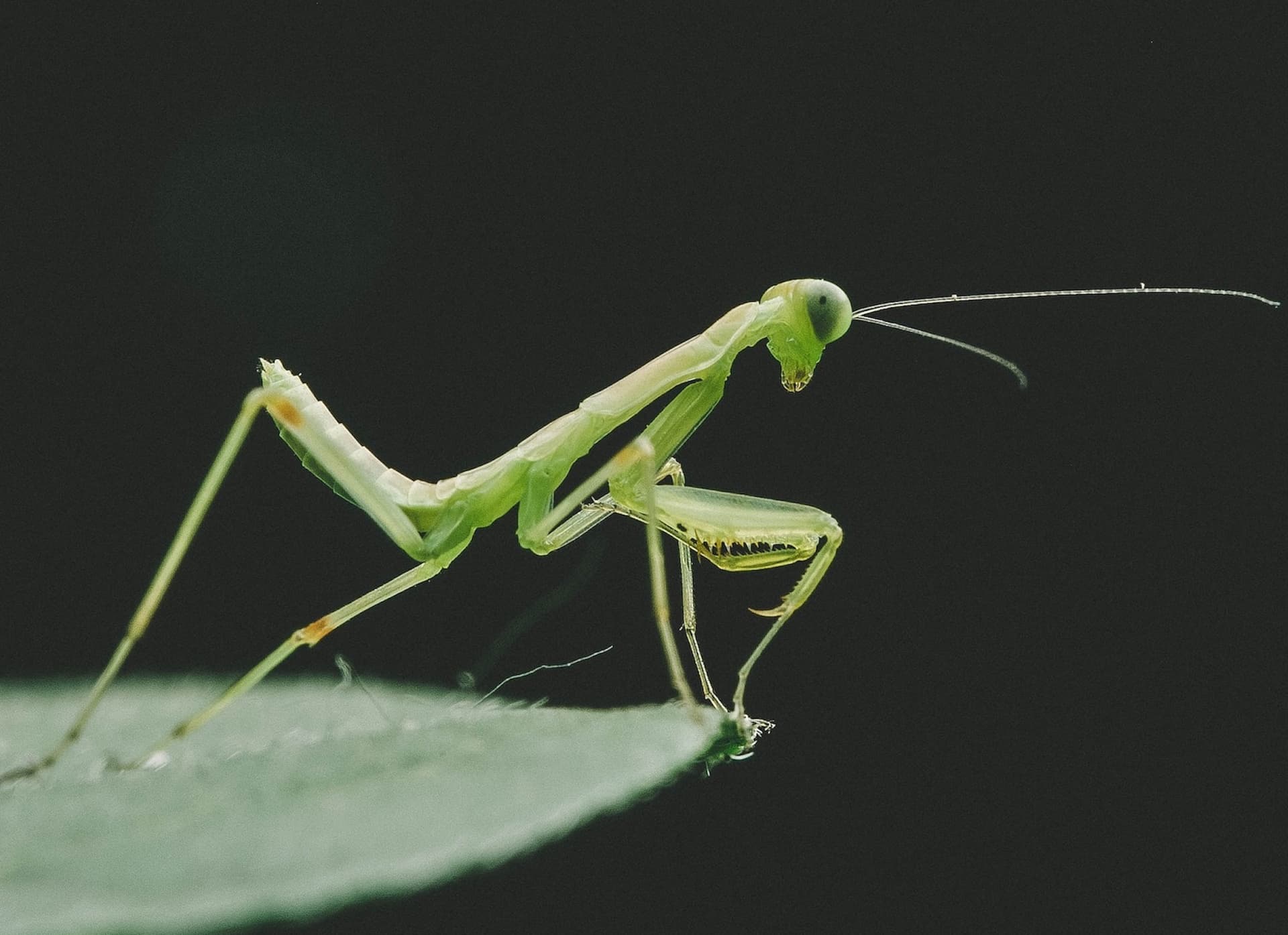 praying mantis