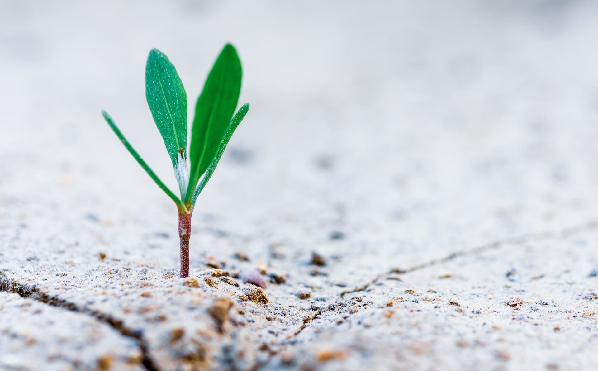 a plant sprouts out of hard dirt