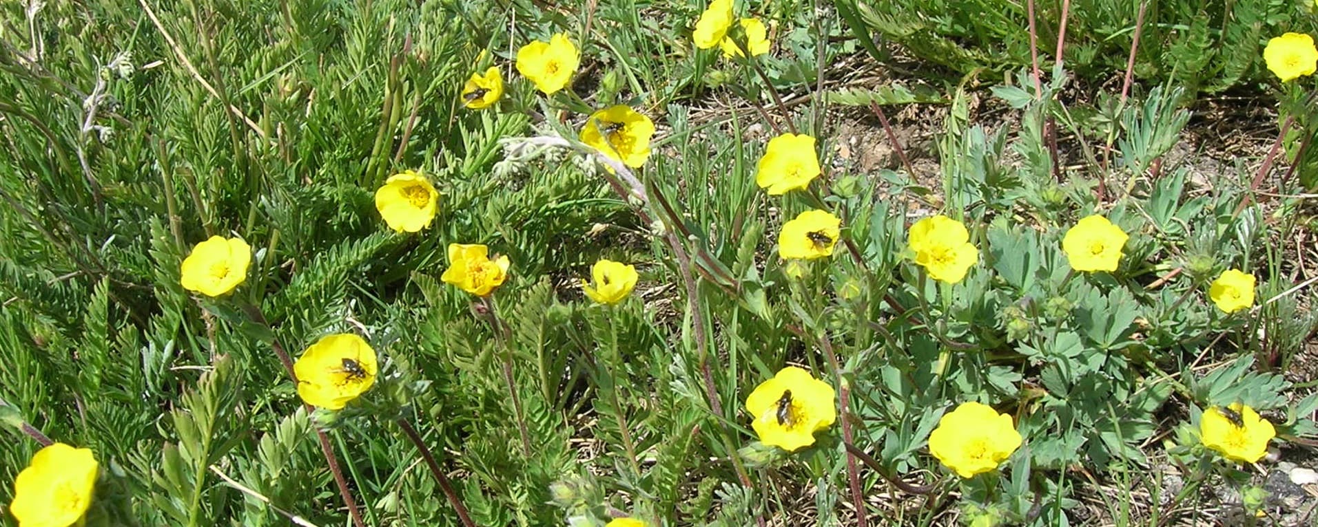 yellow flowers being pollinated by insects