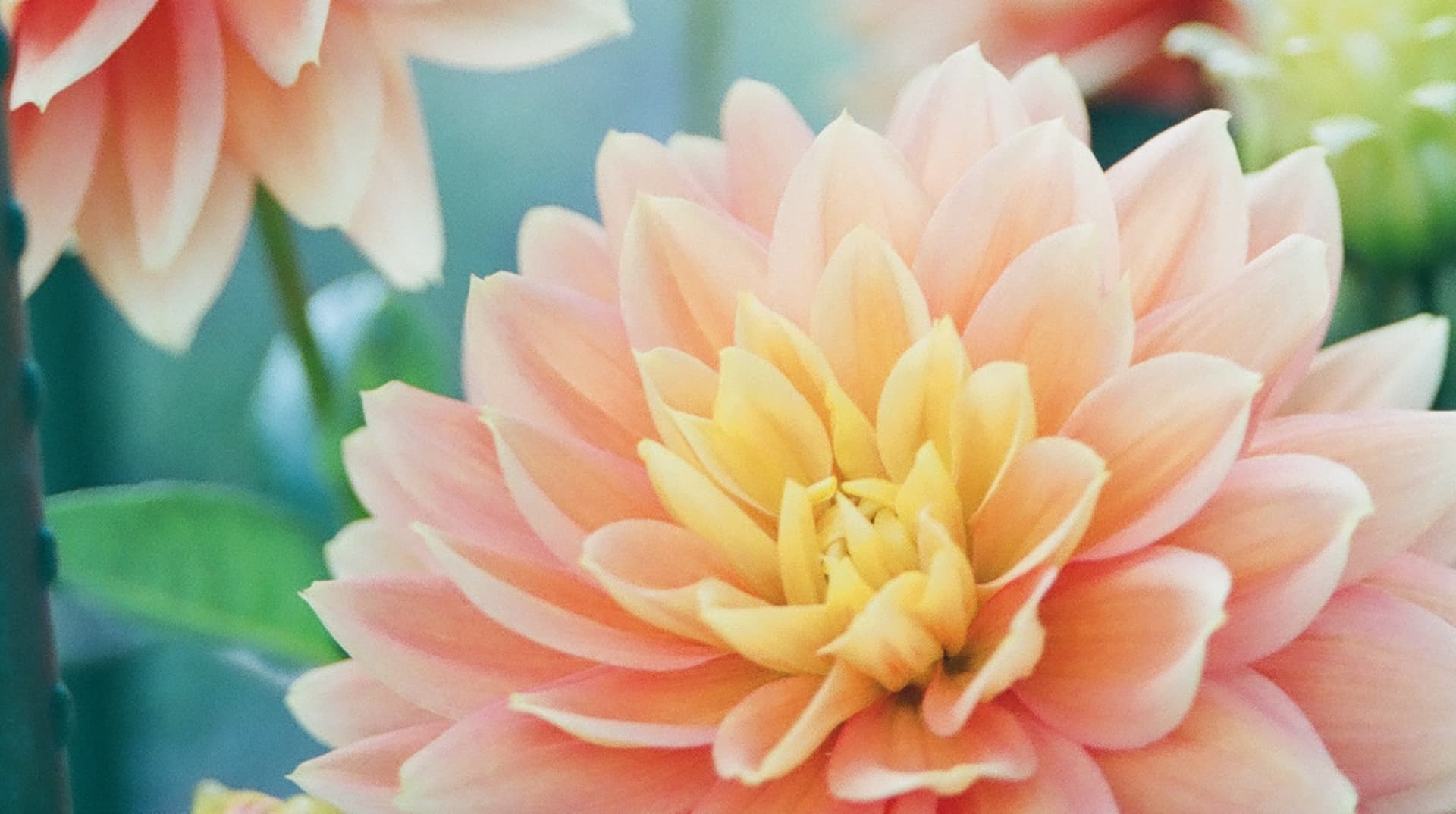 closeup on pink and yellow flower bloom