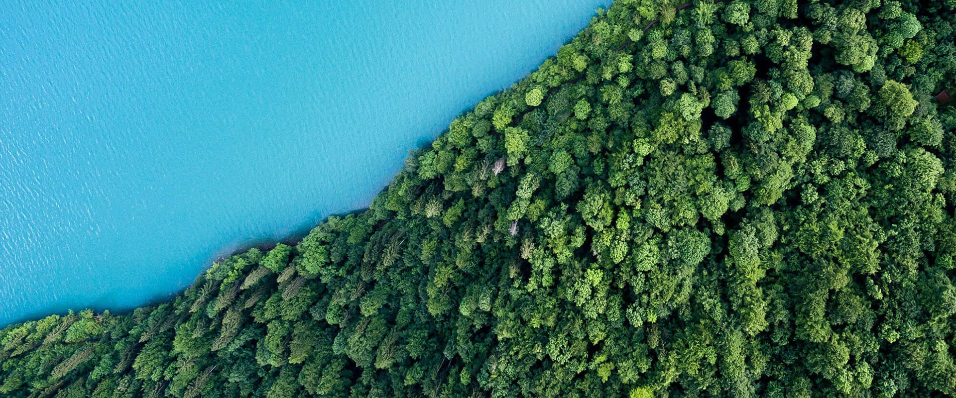 sharp aerial divide between blue water and green trees
