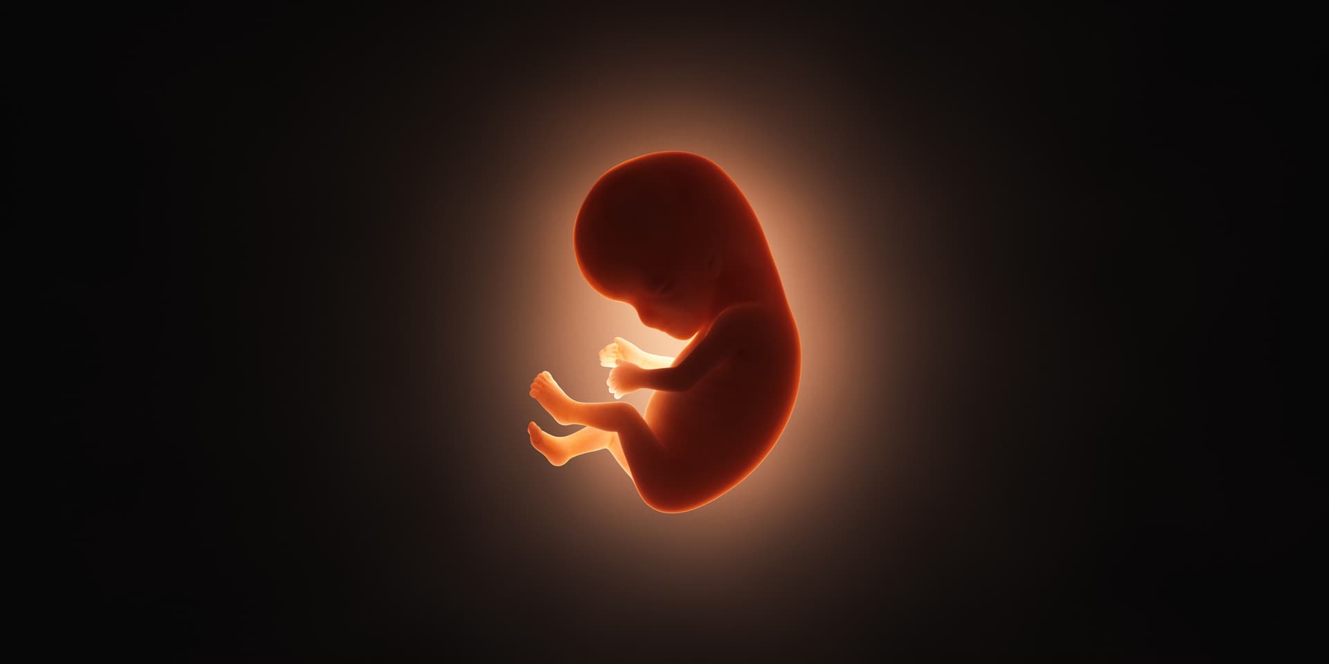 3D Human embryo digital rendering