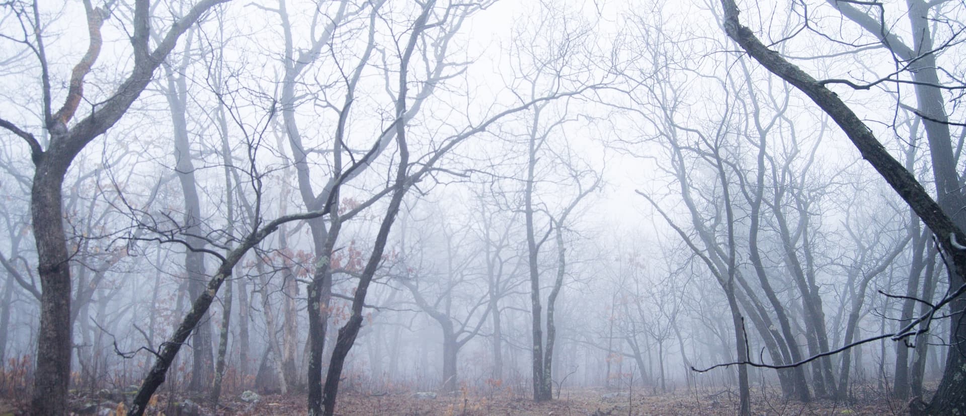 a forest of skinny trees among mist