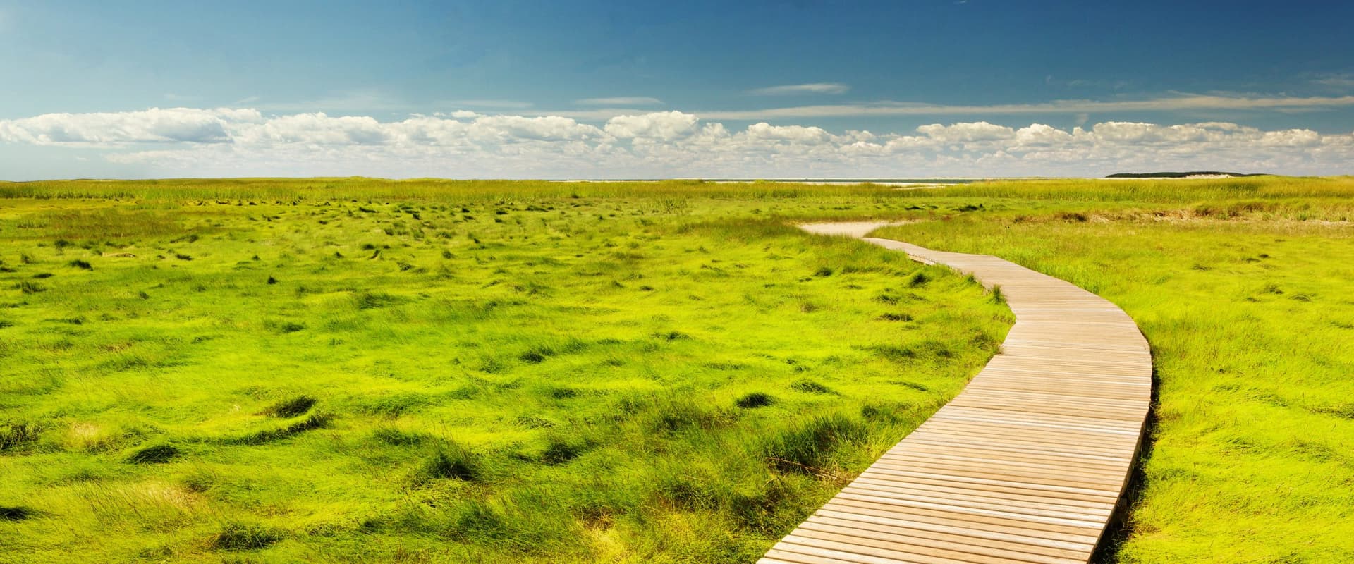 wooden pathway through green grass