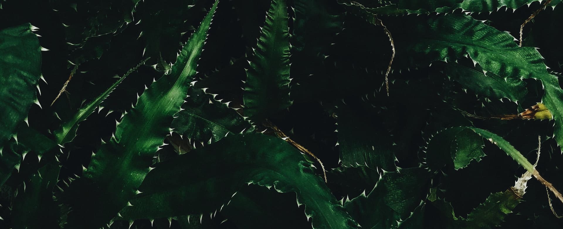 dark green leaves with spines on the edges