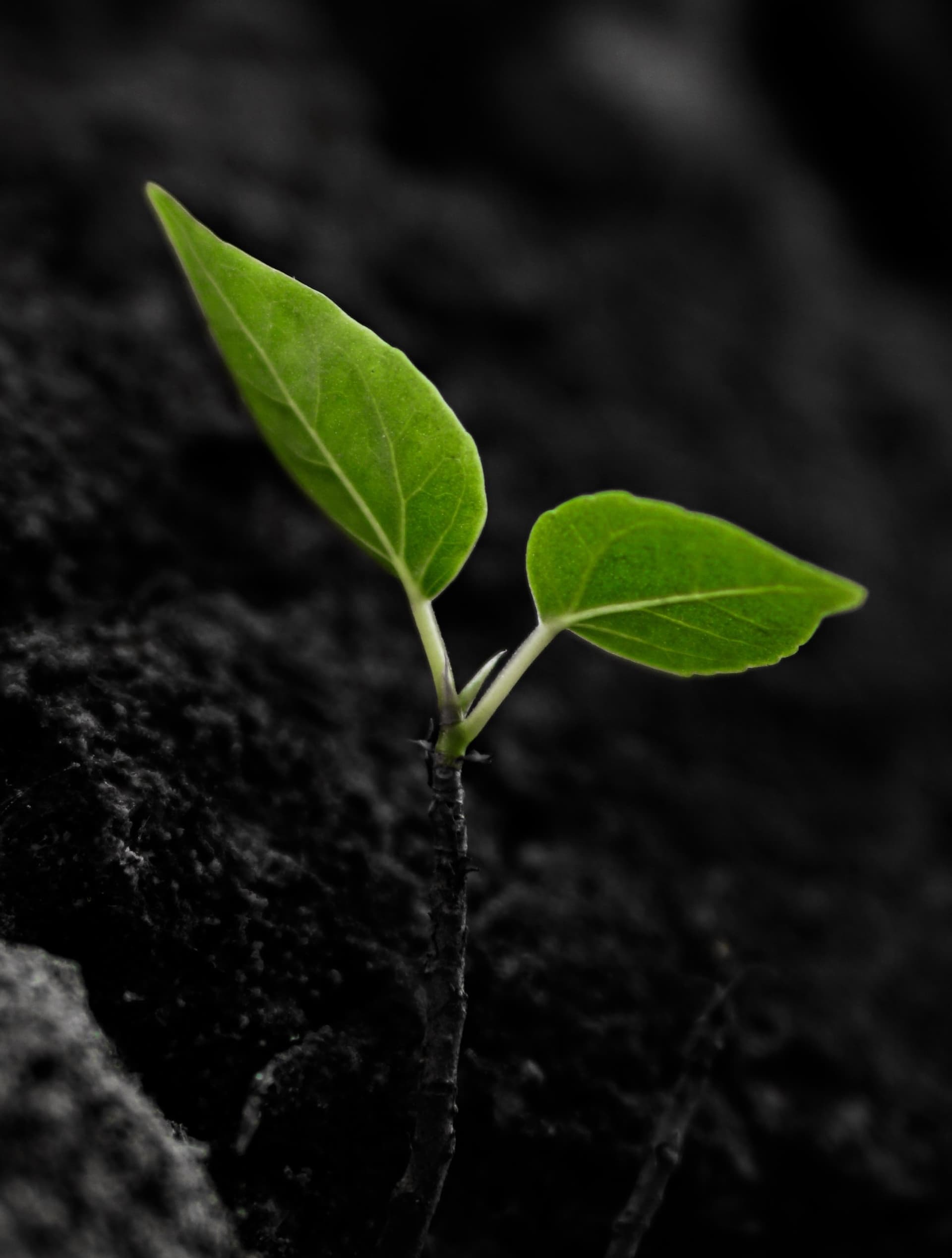 two leaf sprout out of soil