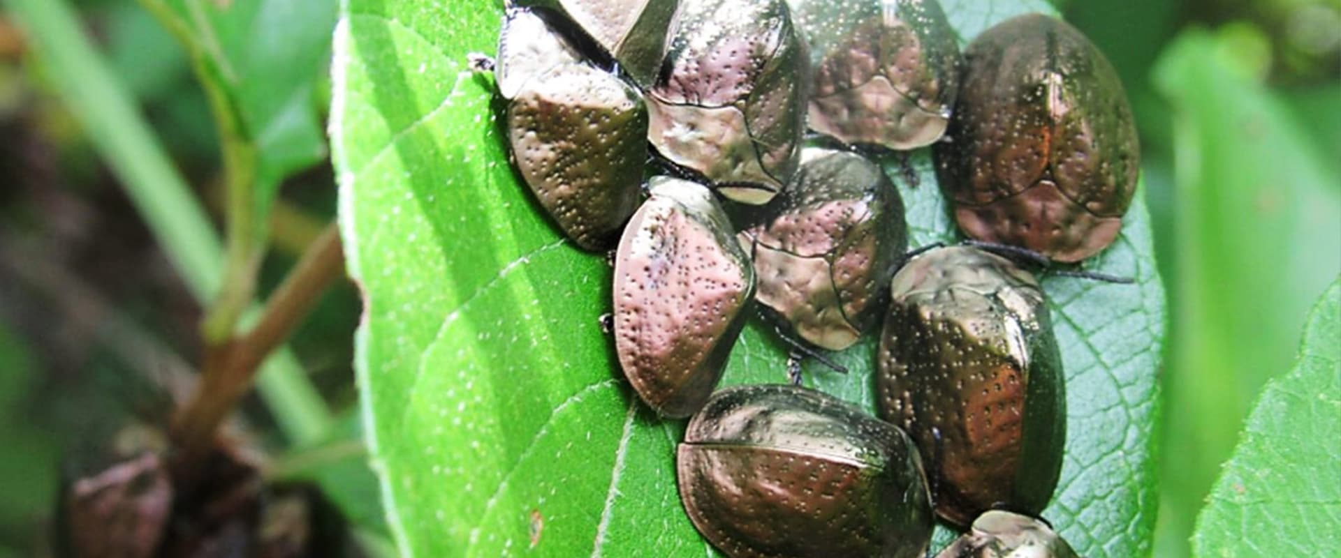 metallic beetles on leaf