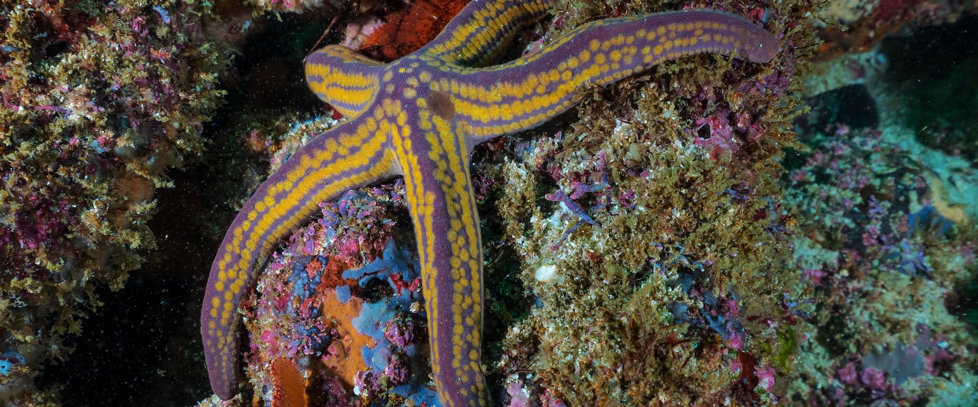starfish laying on coral