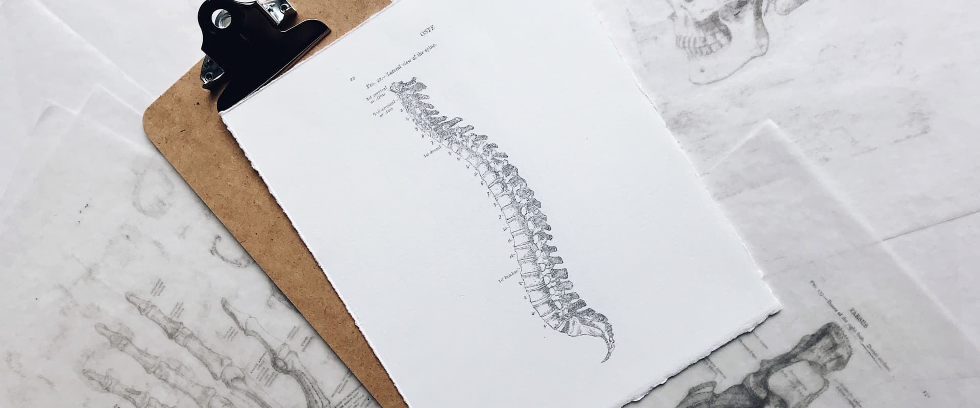 pencil drawing of spinal cord on clipboard