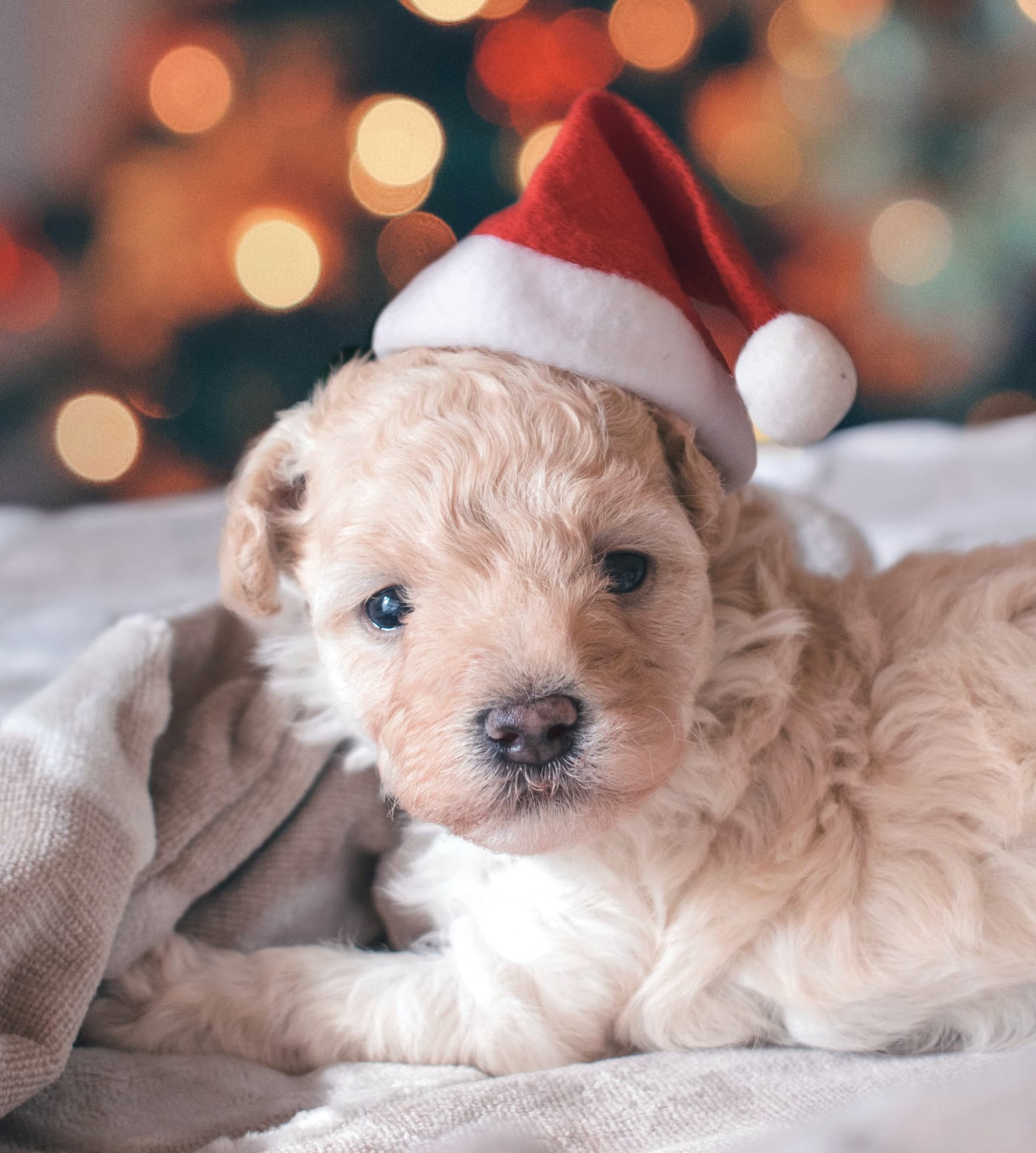 small puppy wearing a santa hat