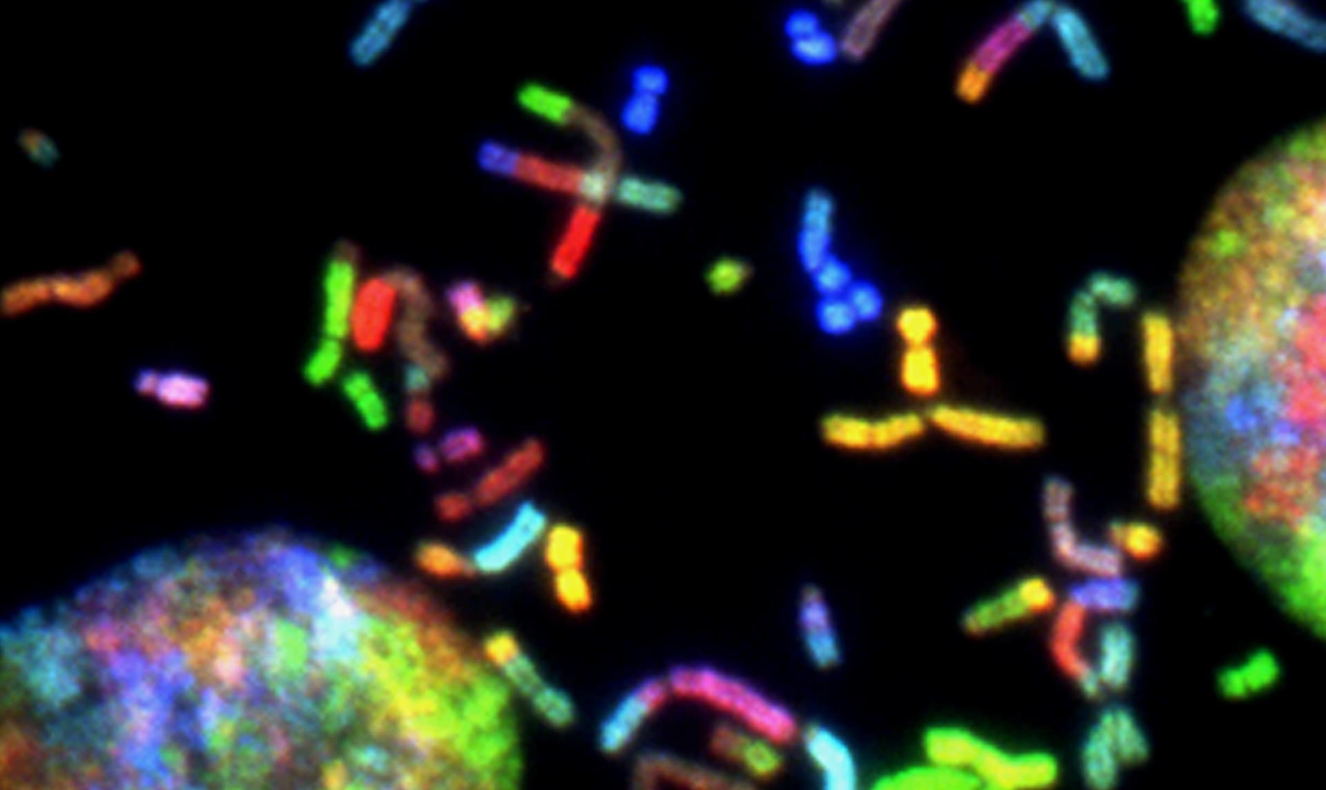 rainbow colored chromosomes