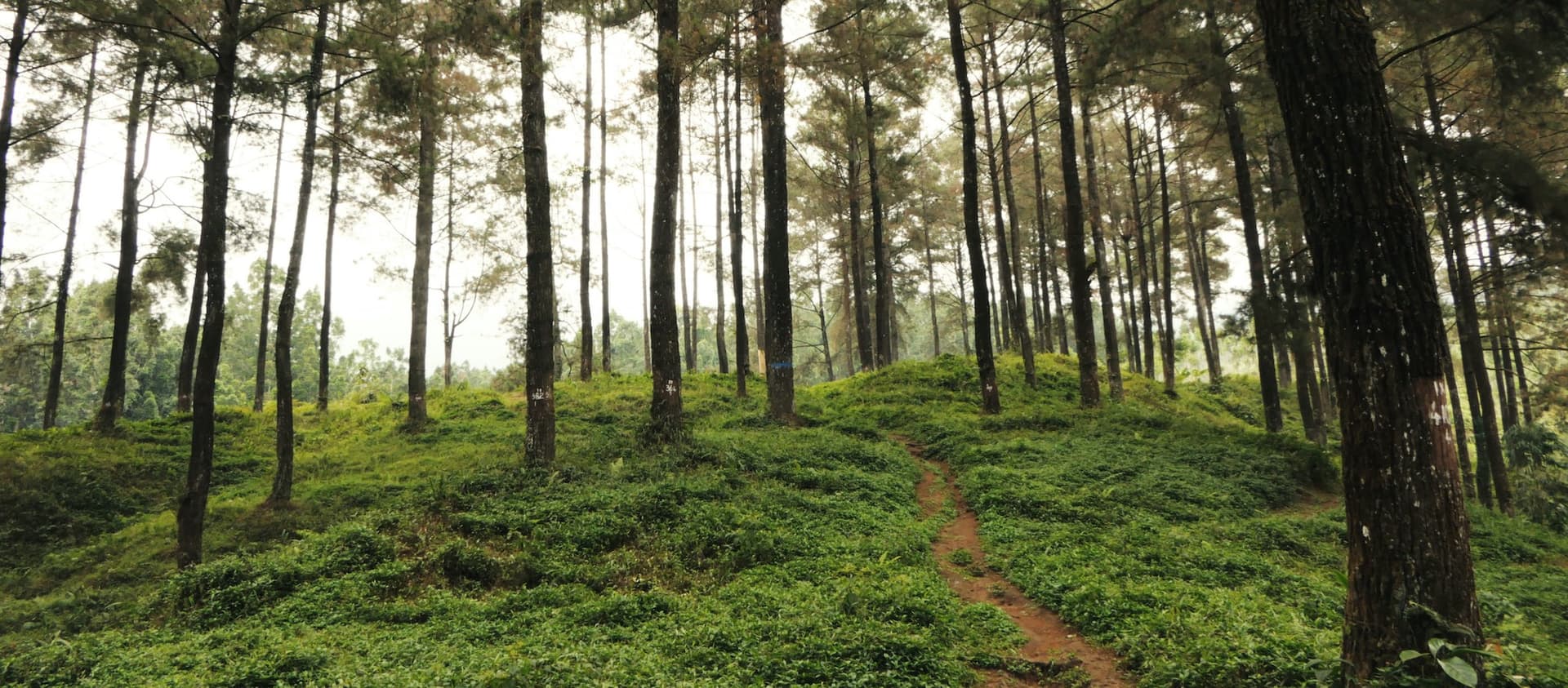 forest of trees with a dirt path in the middle