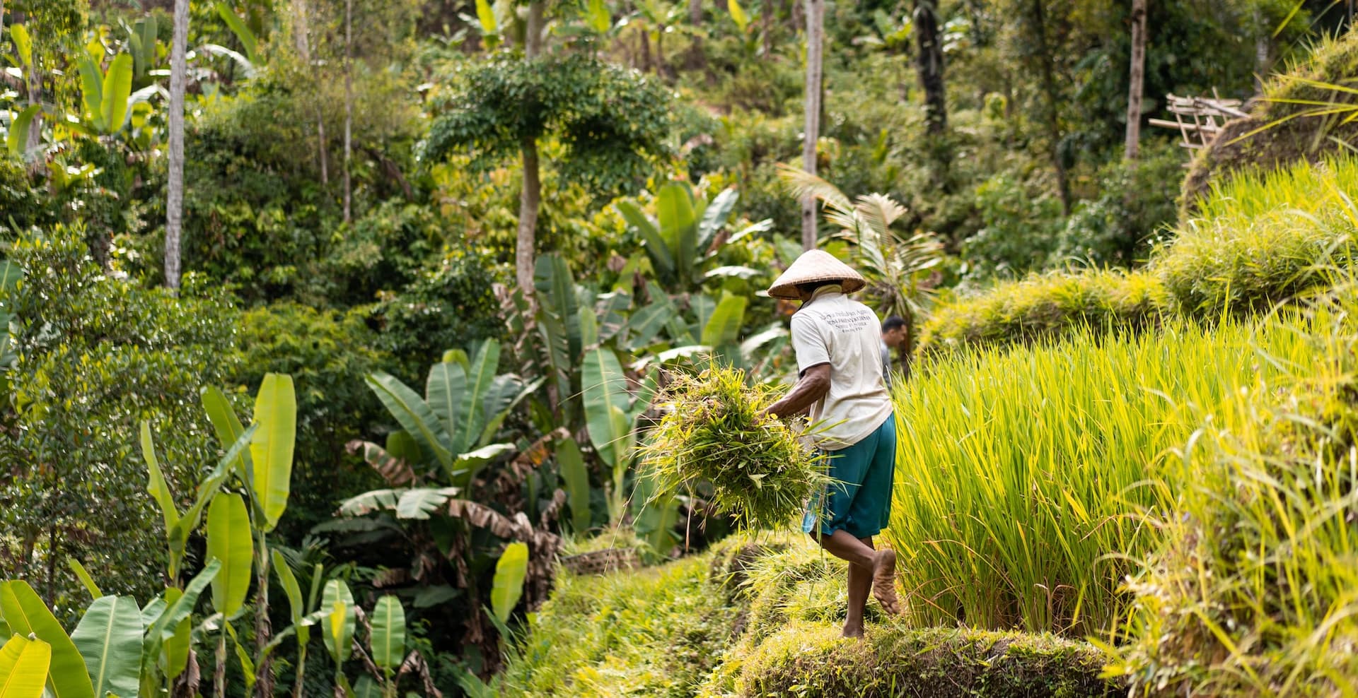 man standing in a jungled area