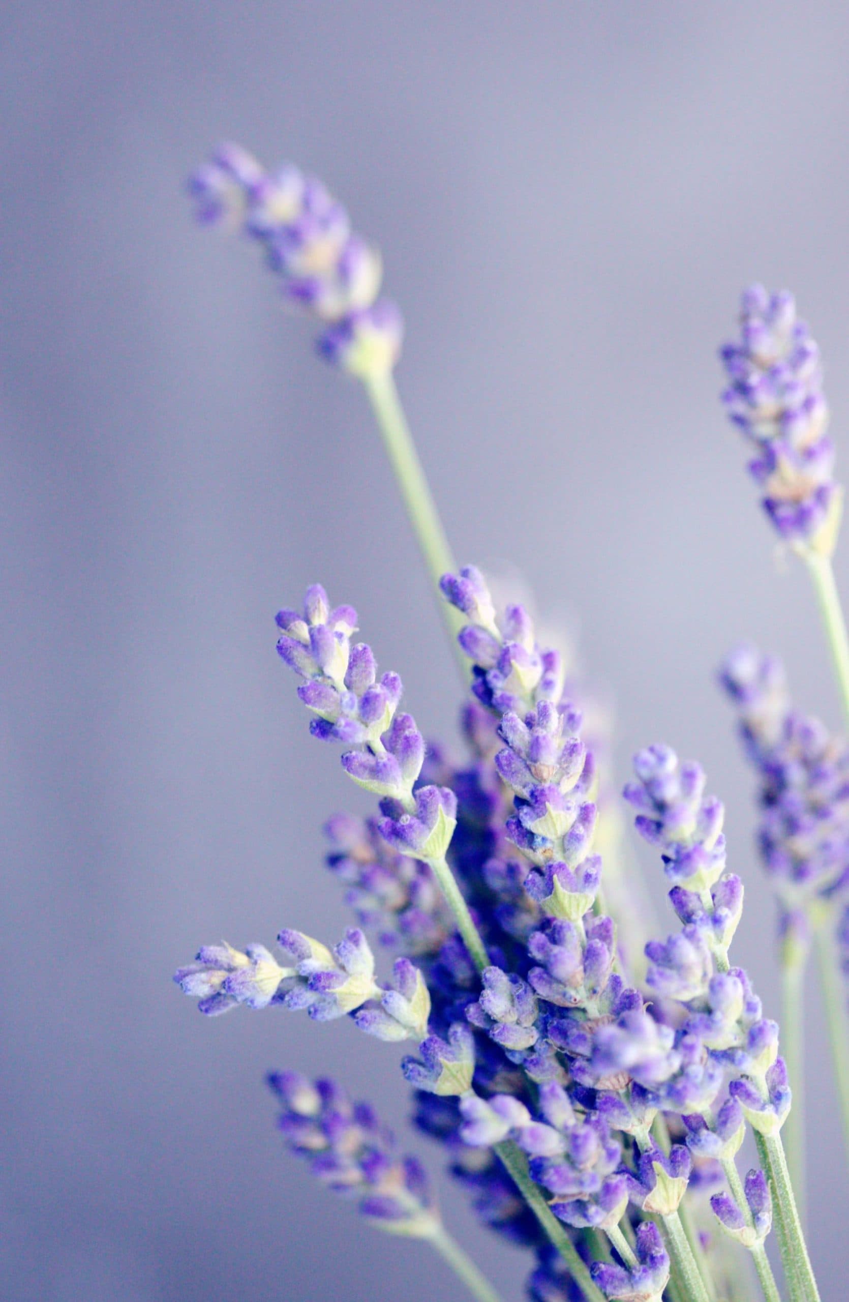 close up of purple flowers