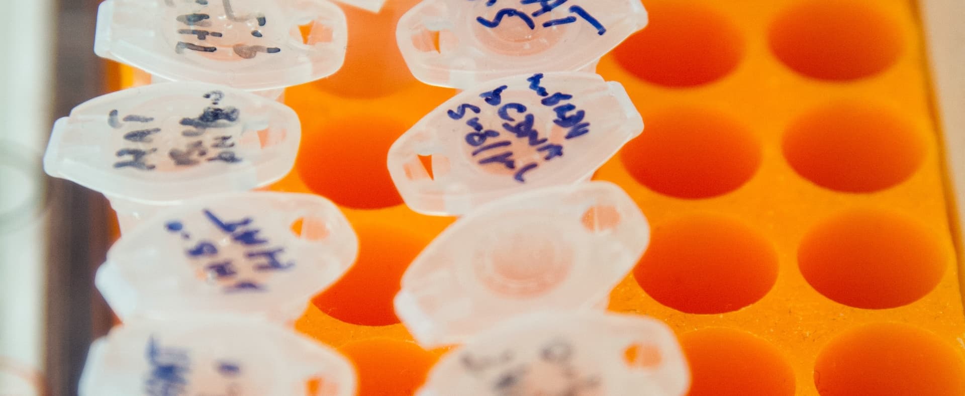 small capped test tubes with labels