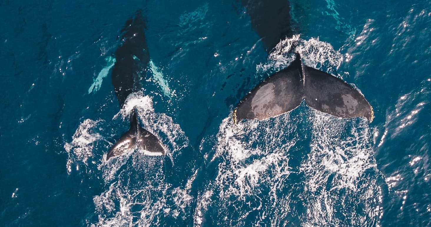 two whale tails sticking out of the water