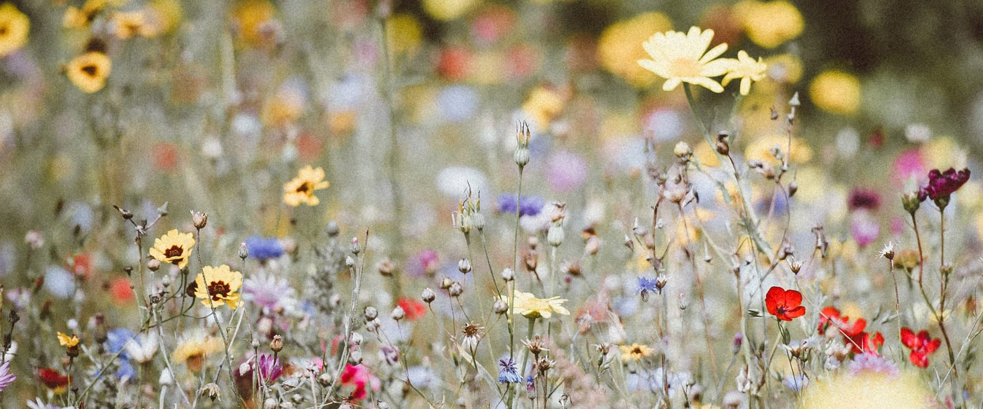 field of wildflowers