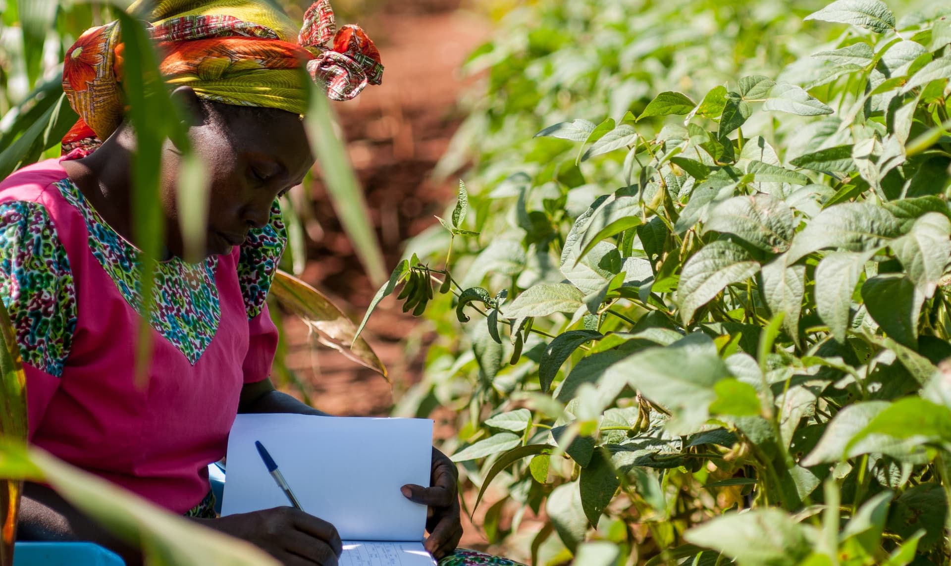 Climate-smart soils: testing soil health in Western Kenya.