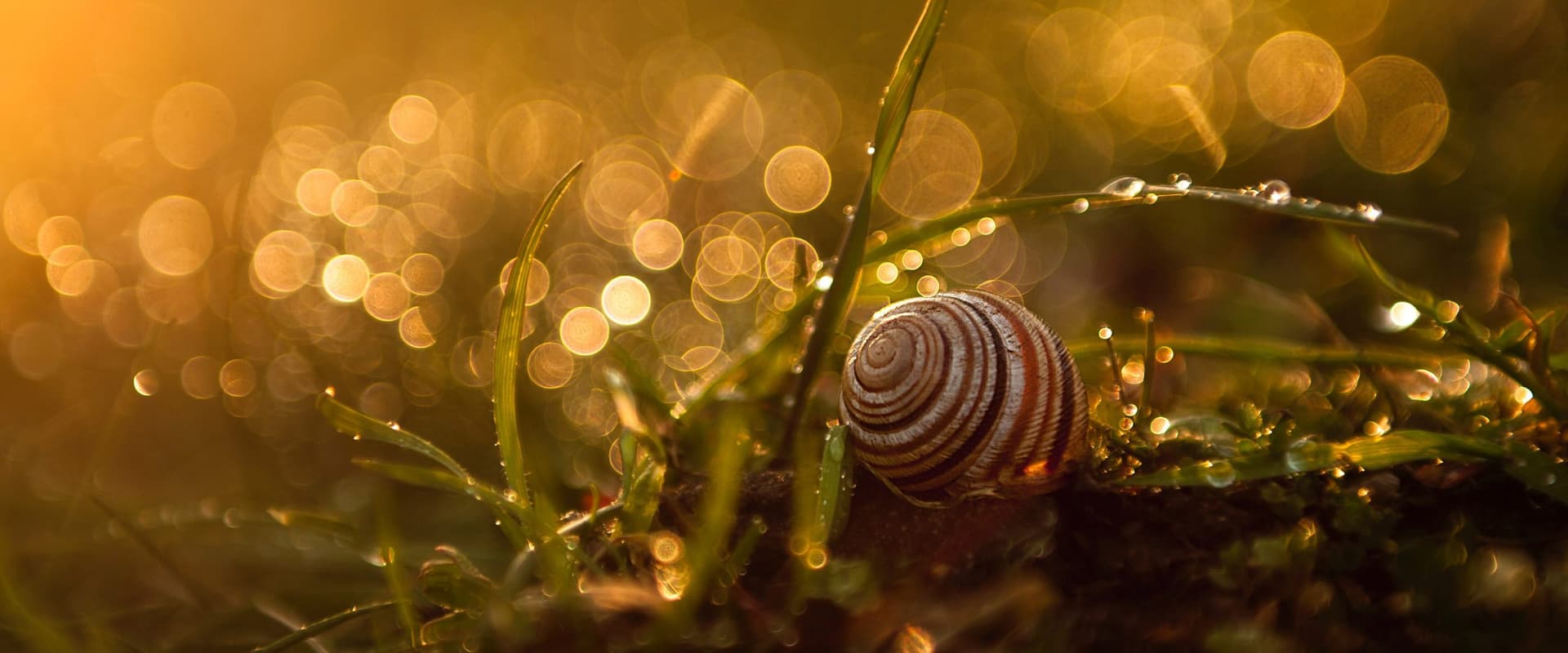 snail in leaves