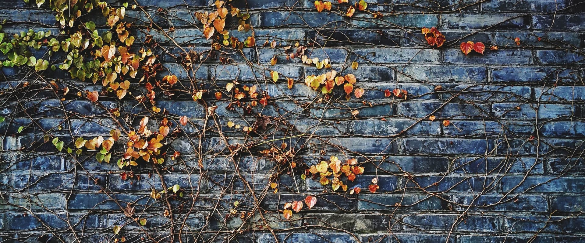 brick wall with yellow ivy growing