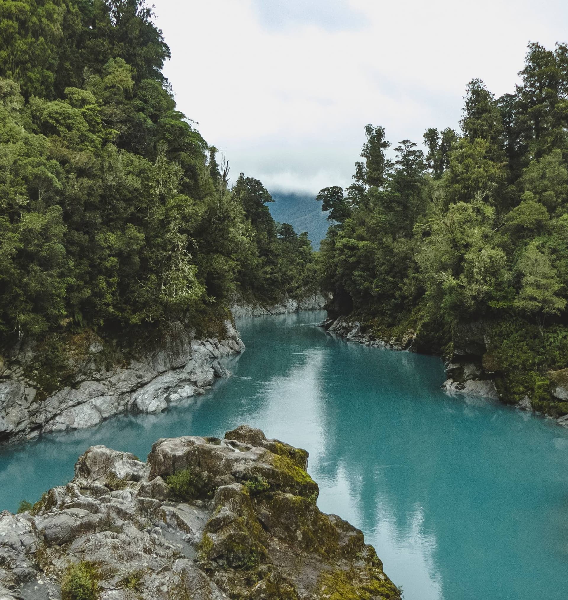 river surrounded by trees