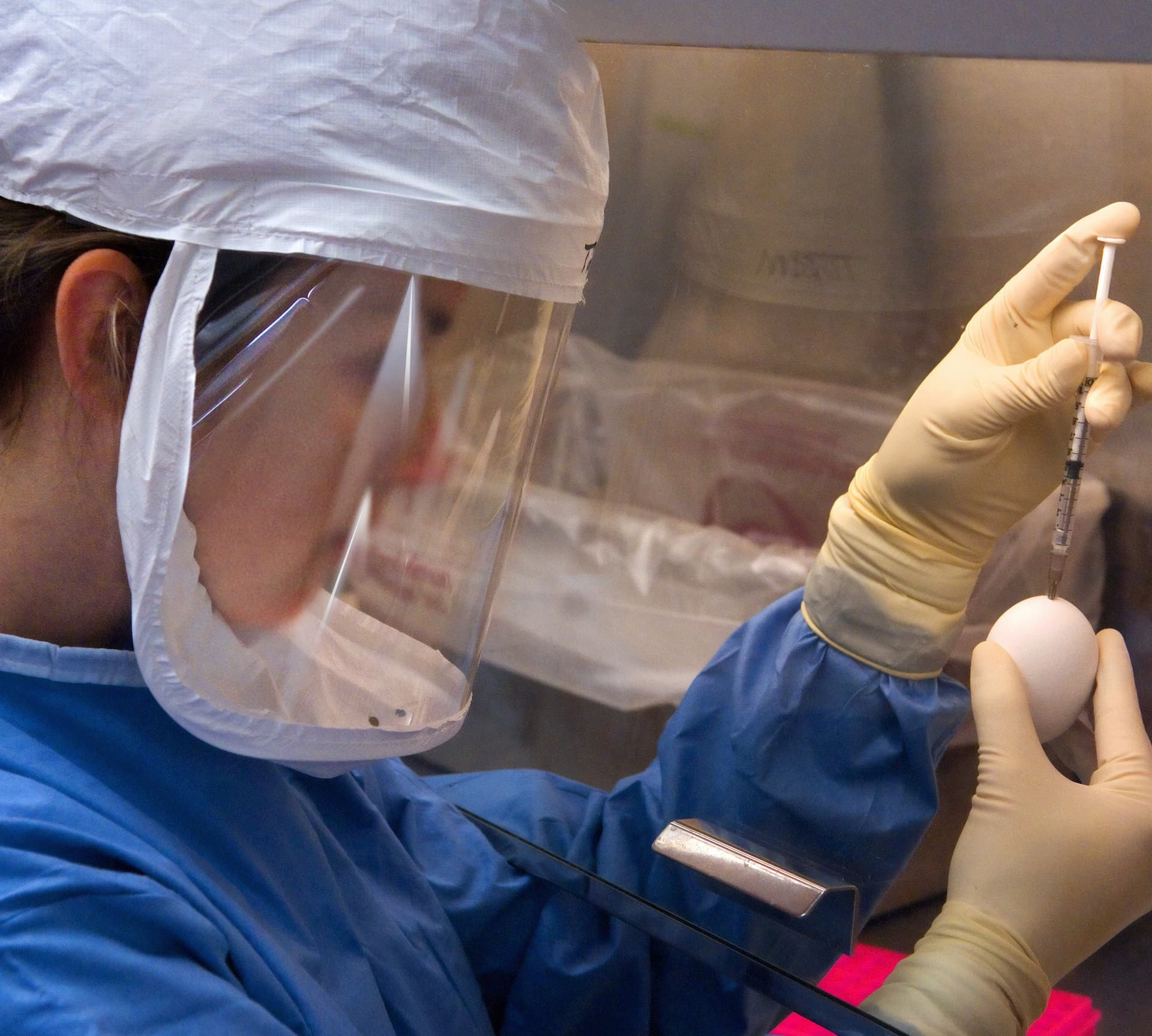 A researcher conducting research using an egg
