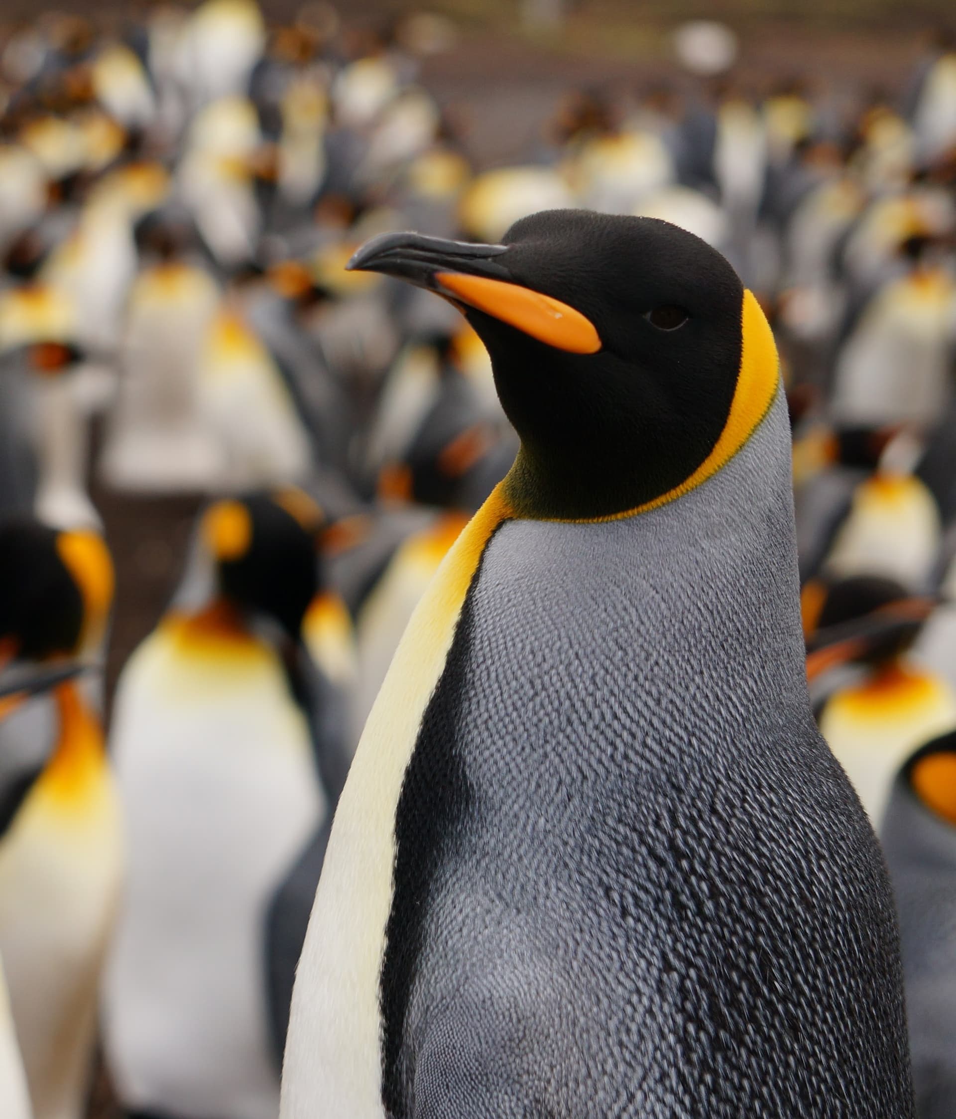 King Penguins in the Falkland Islands