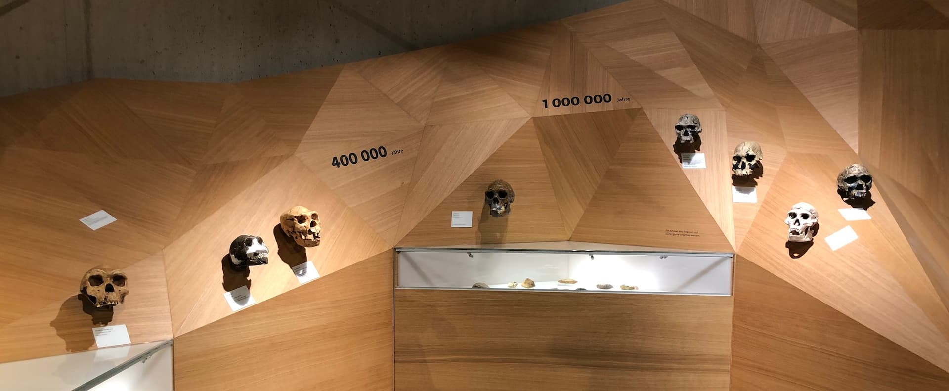 skulls at the Neanderthal Museum