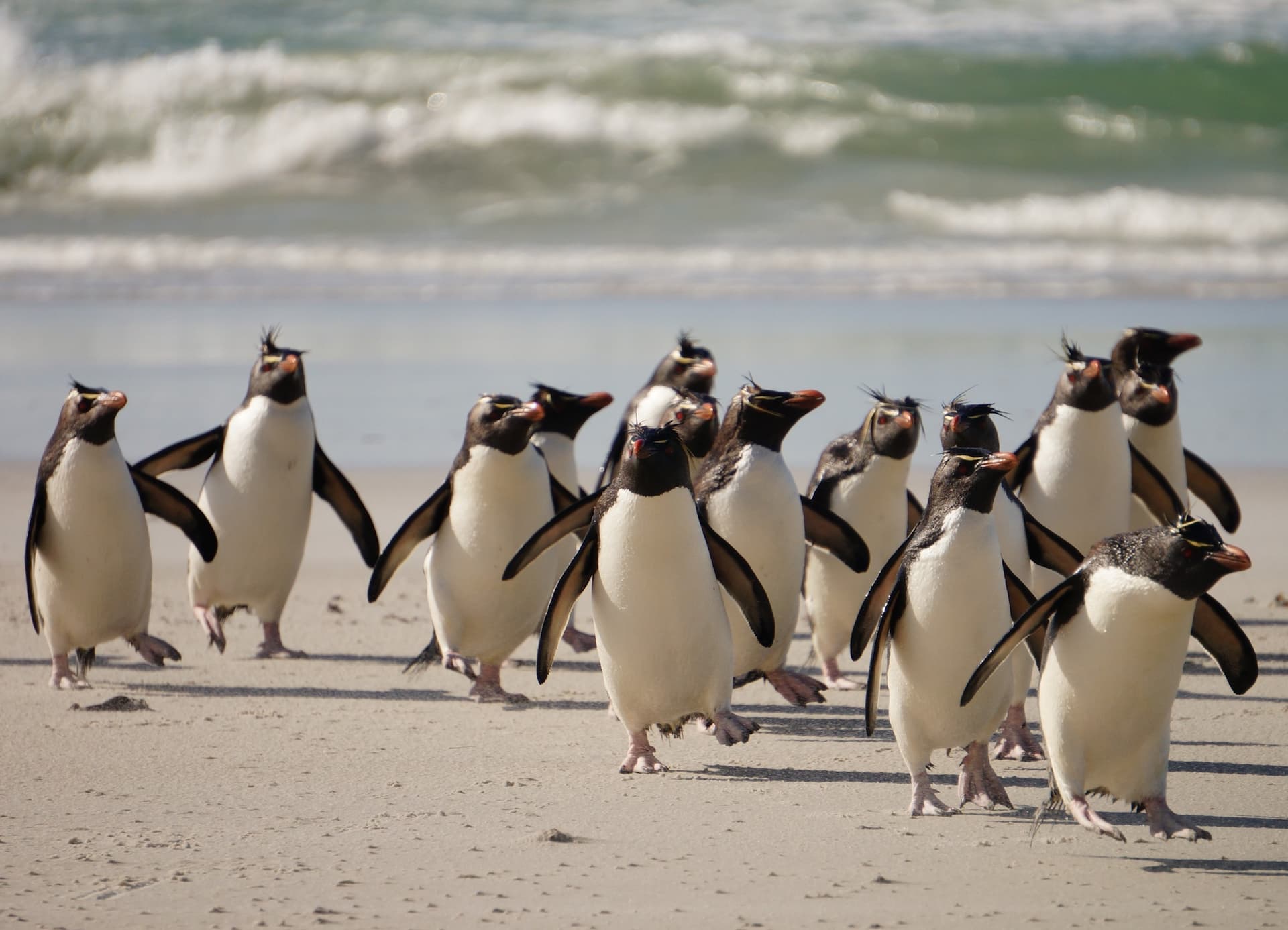 rockhopper penguins on the beach