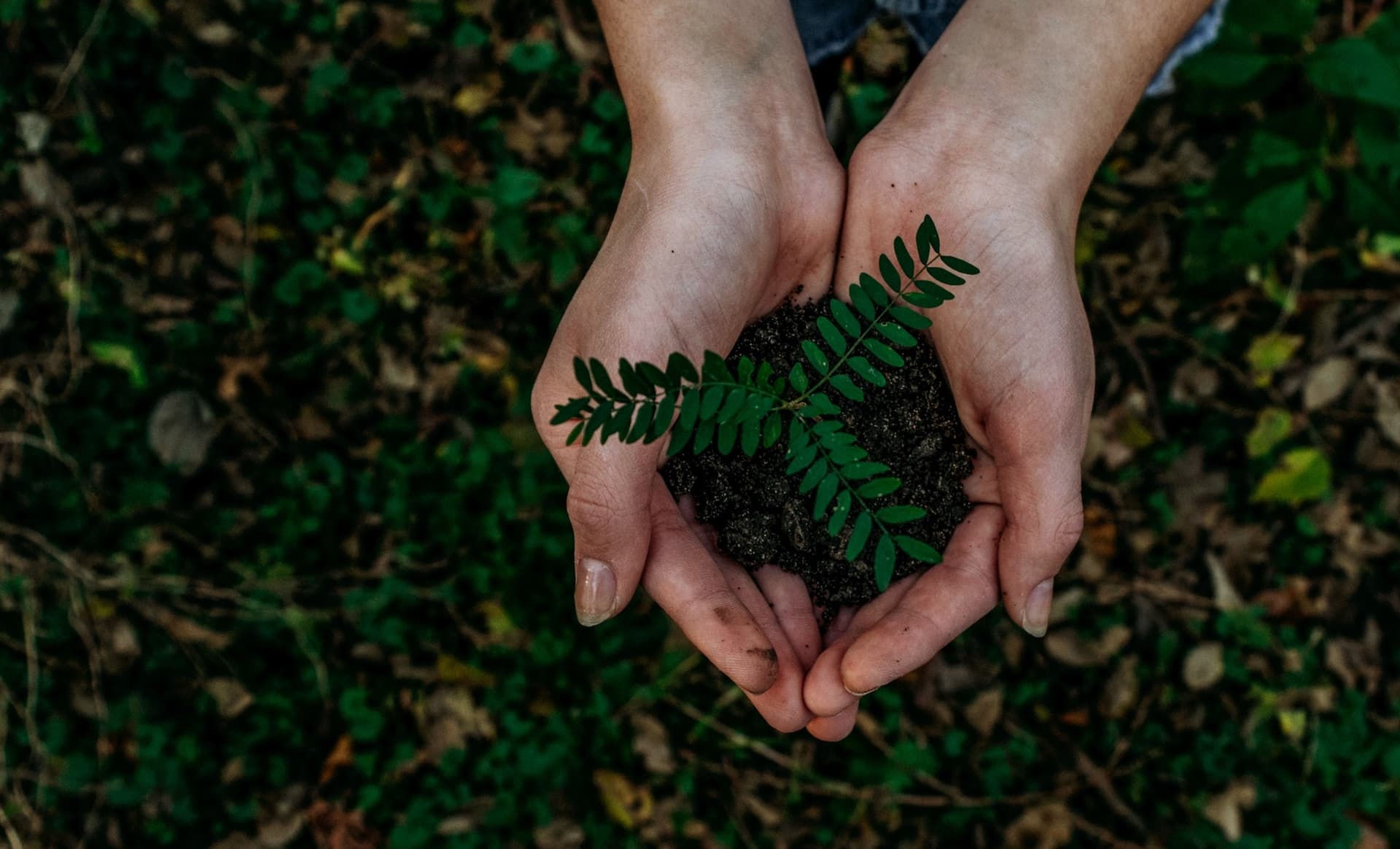 hands holding a seedling in dirt