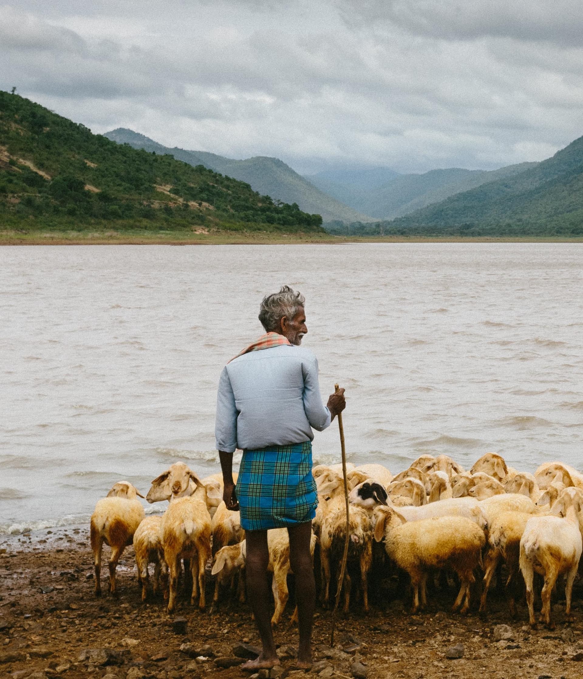 shepherd standing at water's edge with sheep