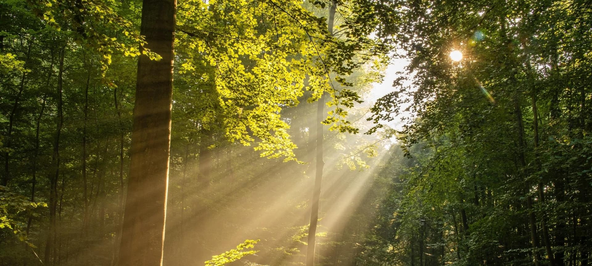 light coming through tree canopy