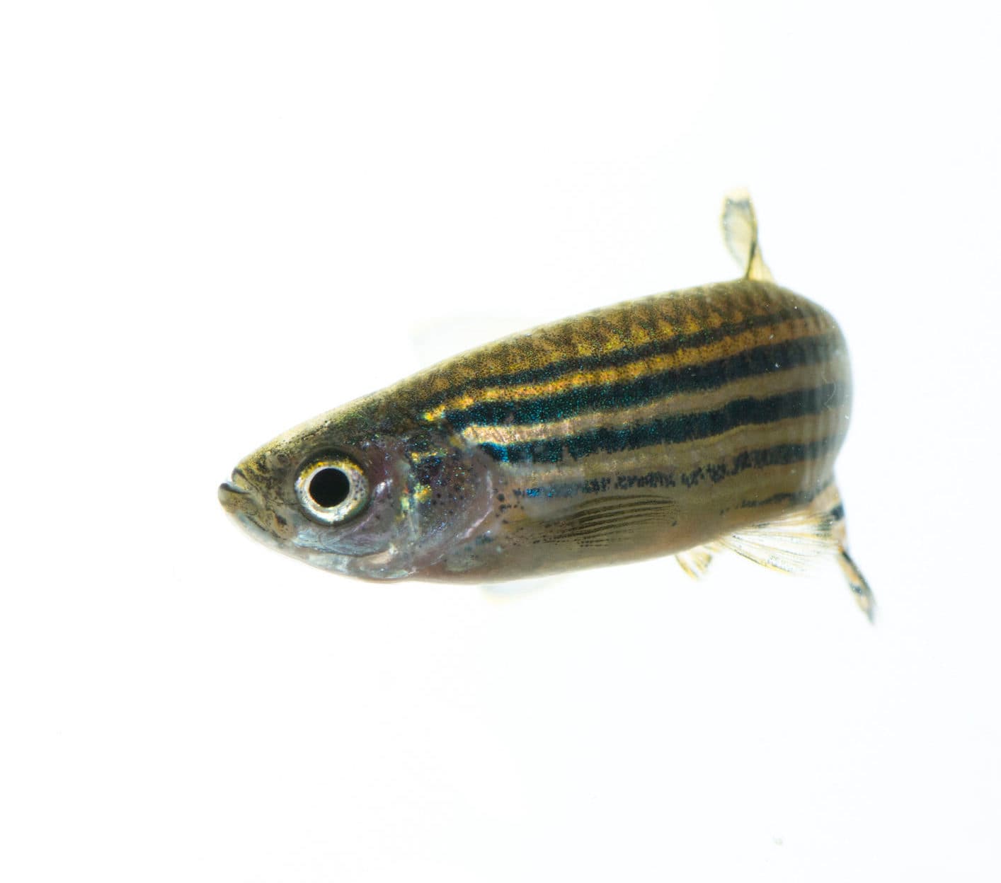 zebra fish swimming