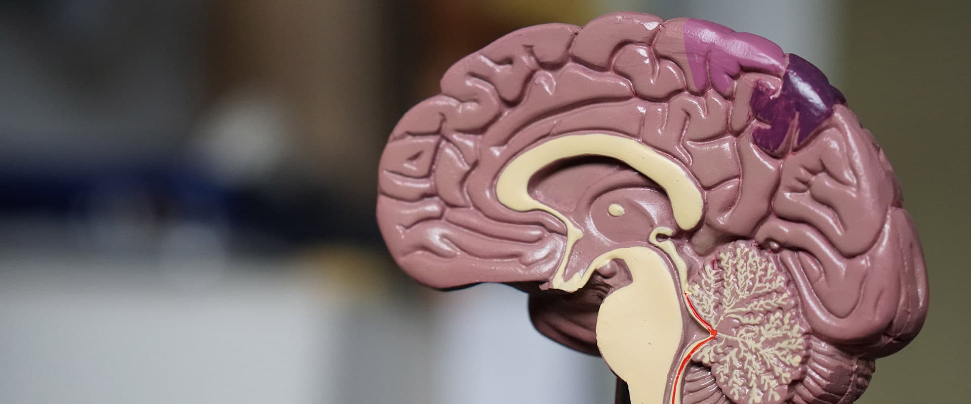 scientific model of a brain