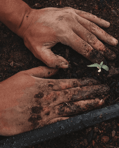Hands caring for a tiny plant in the soil