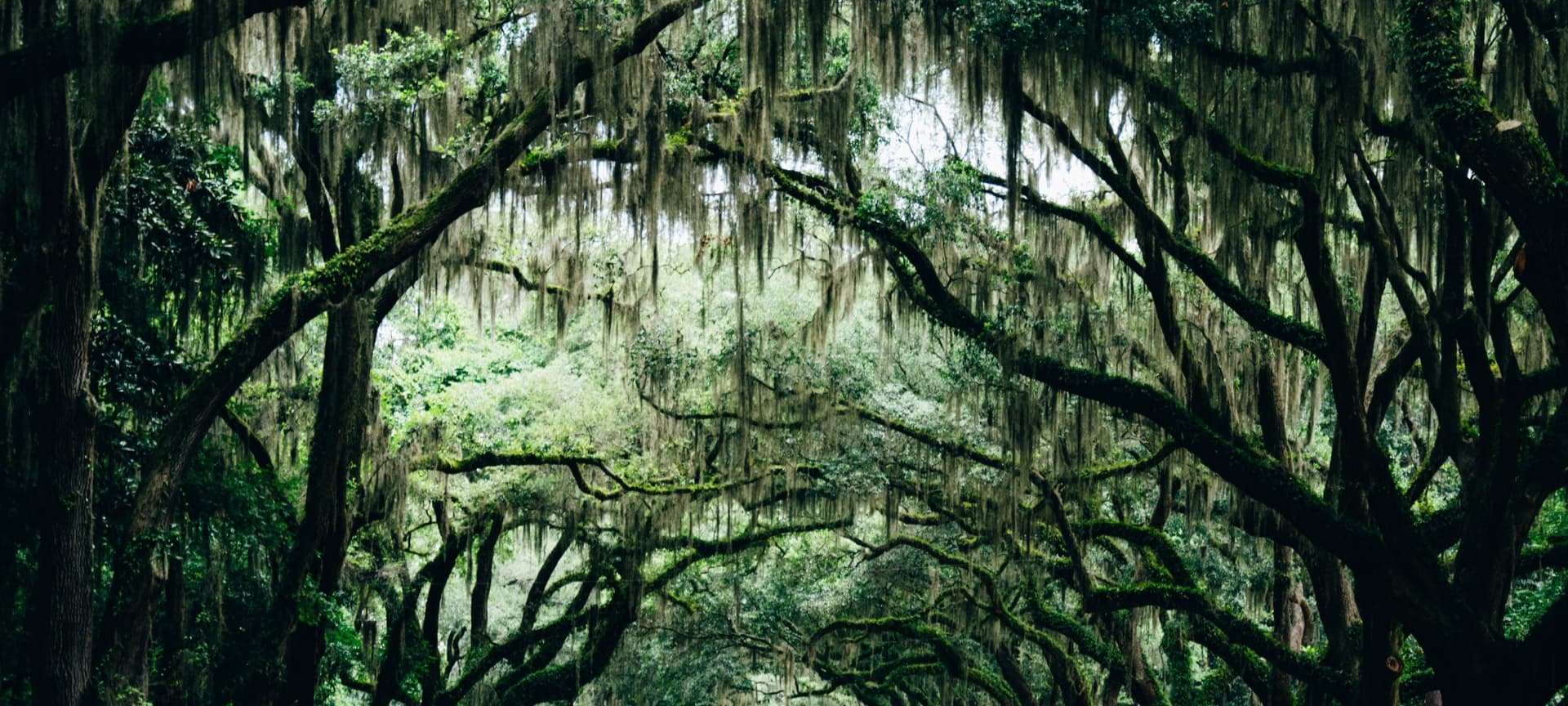 Picturesque Oak trees overhanging with Spanish moss