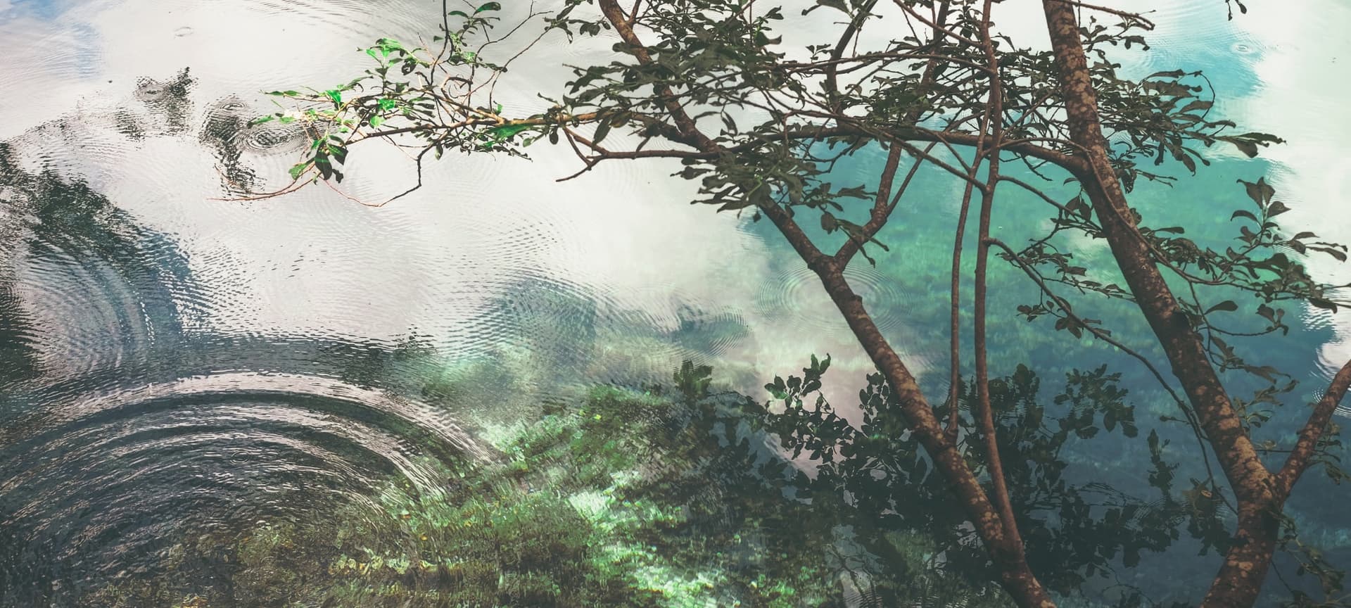 Artistic Reflection of tree on rippling water