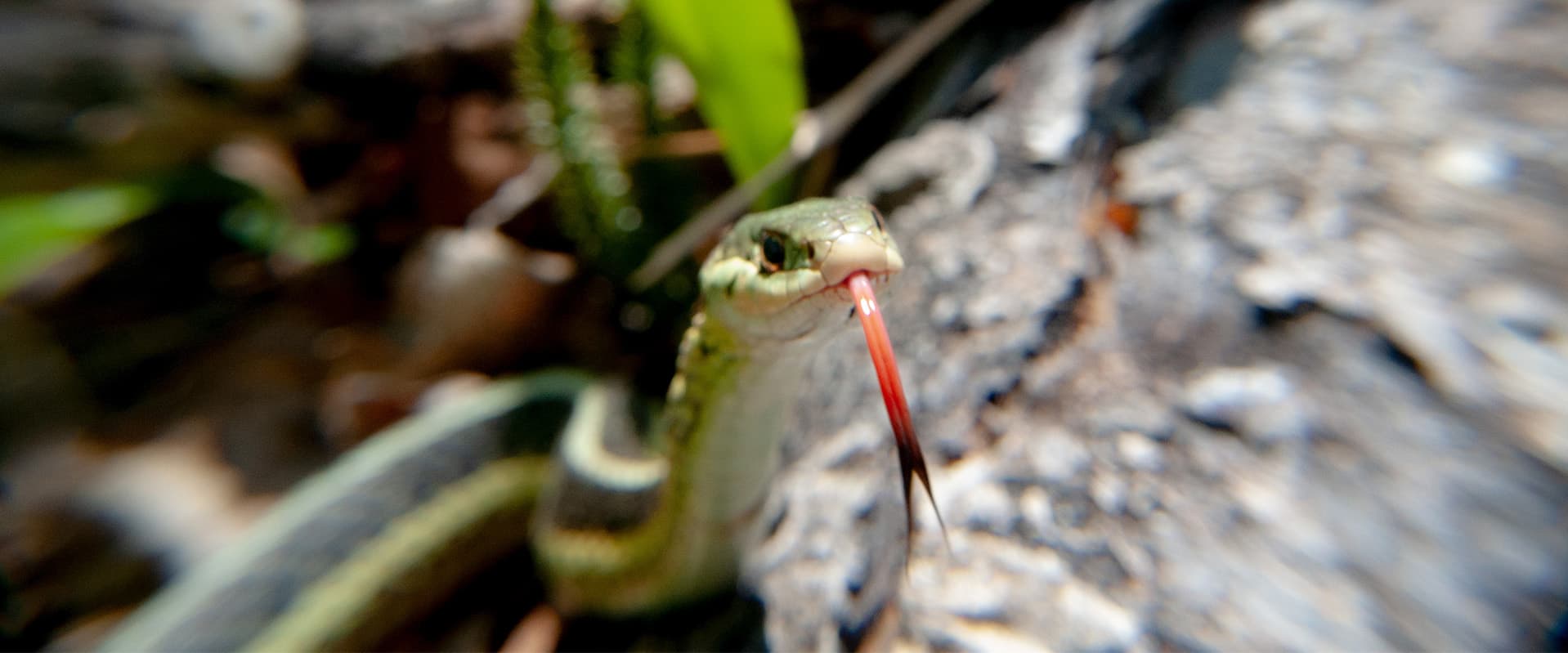 snake with tongue out