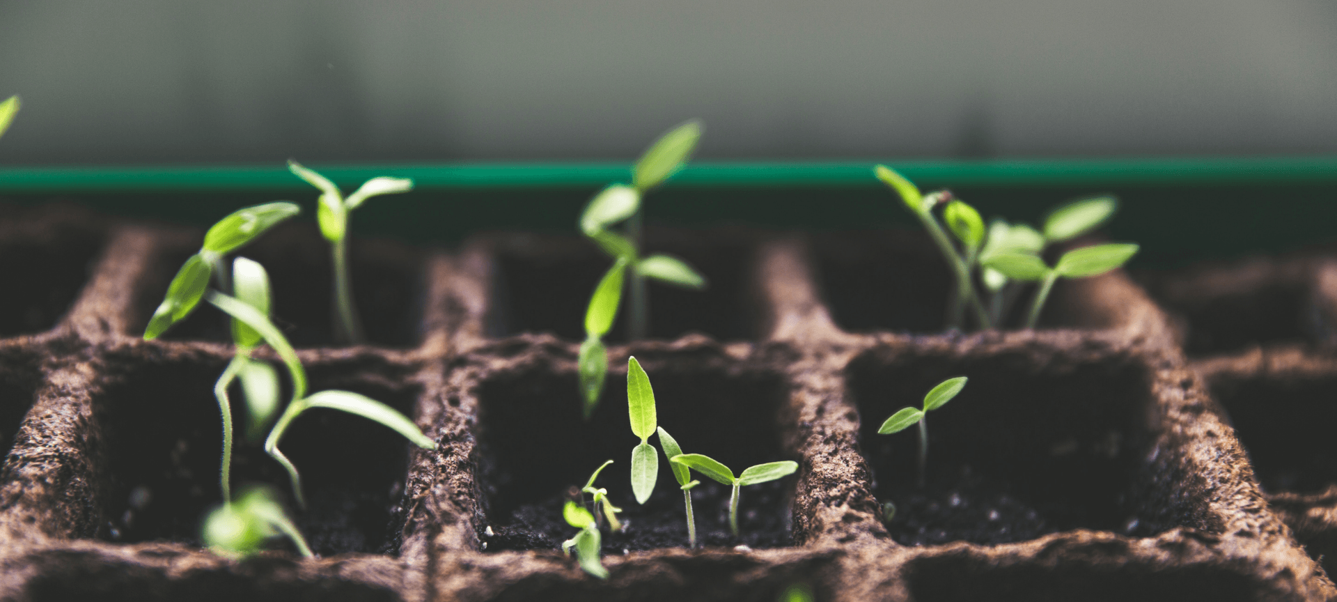A trey of soil and baby plants