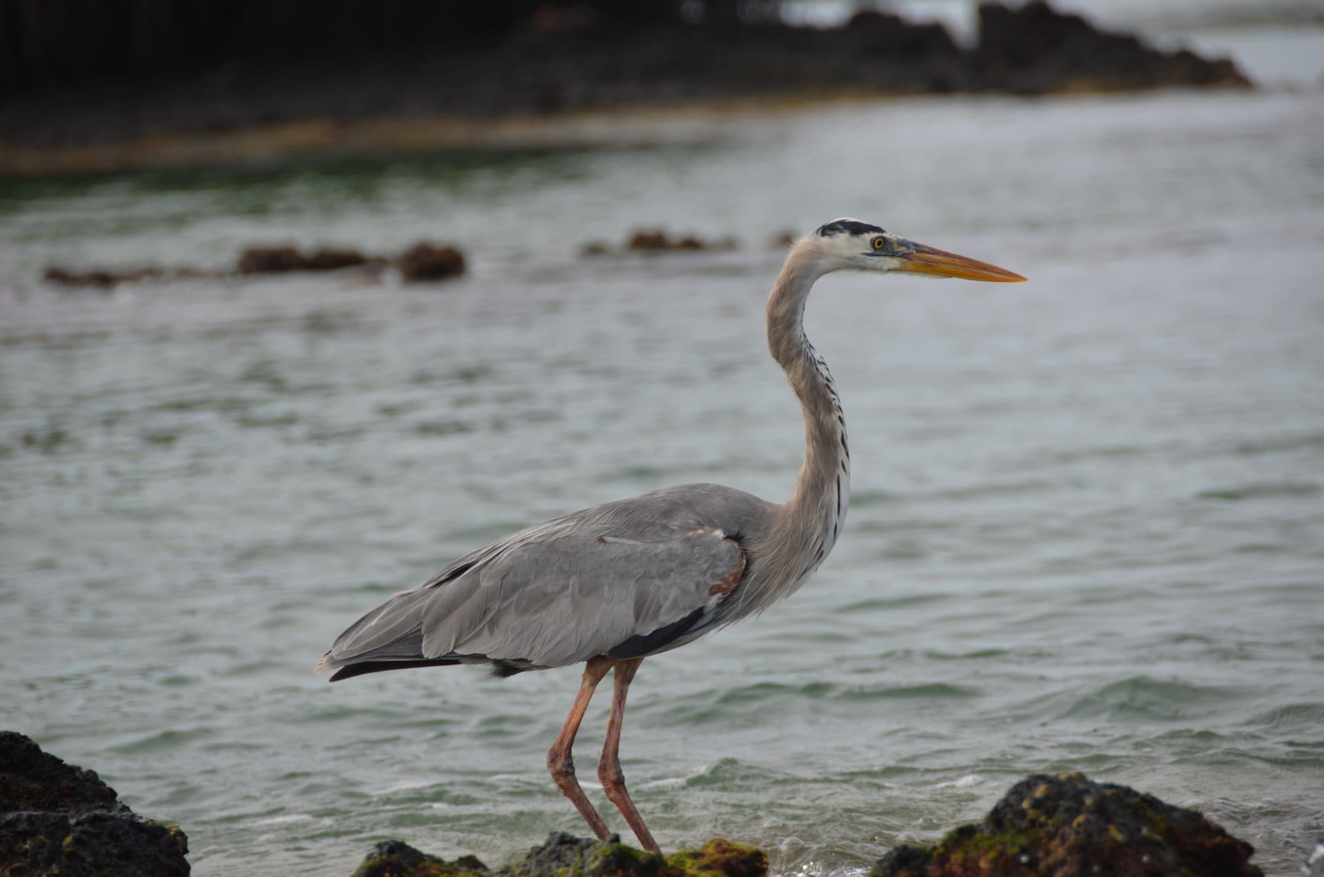 Great Blue Heron perched on rocks near water