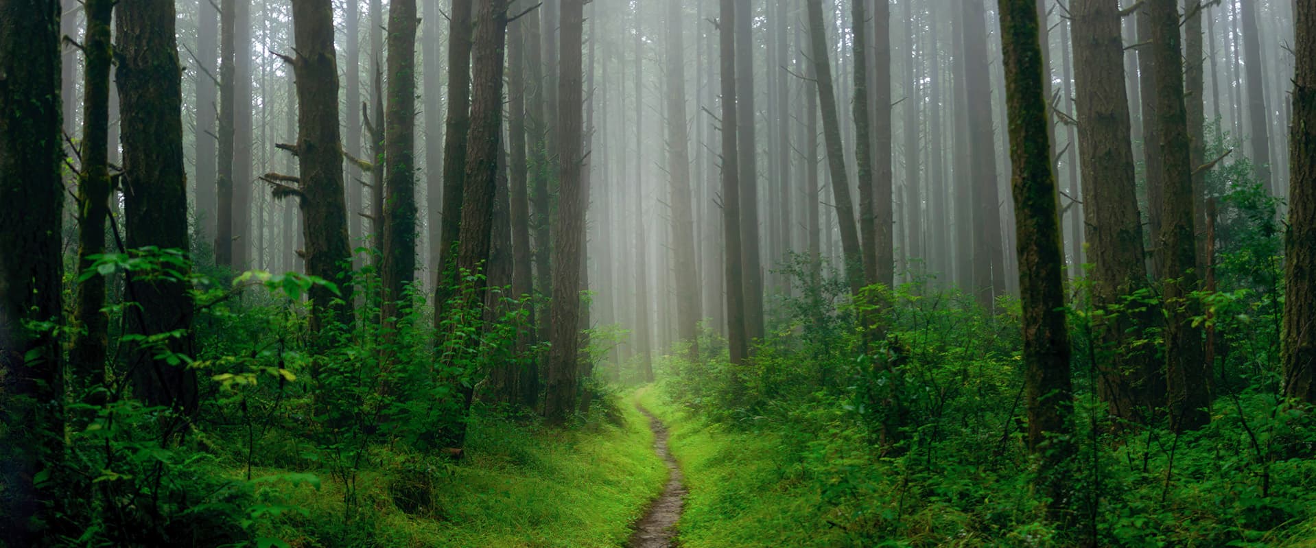 Trail into bright forest