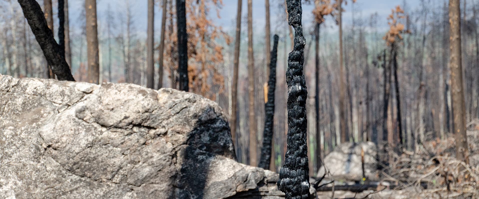 burned trees