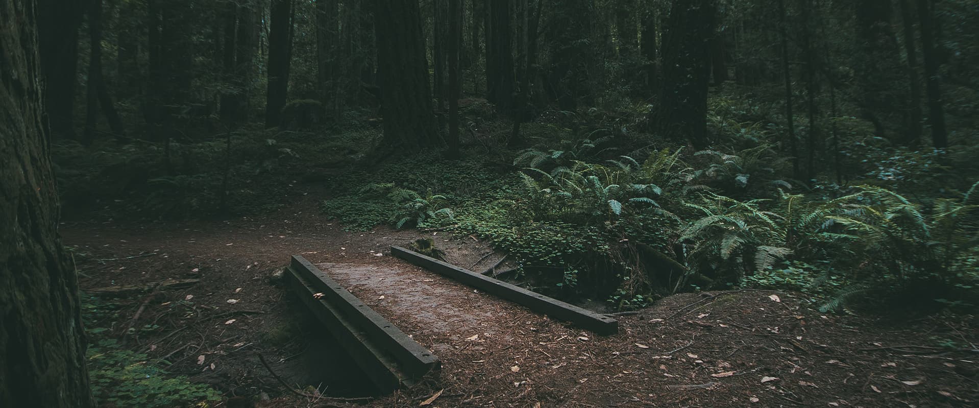Trail into dark woods