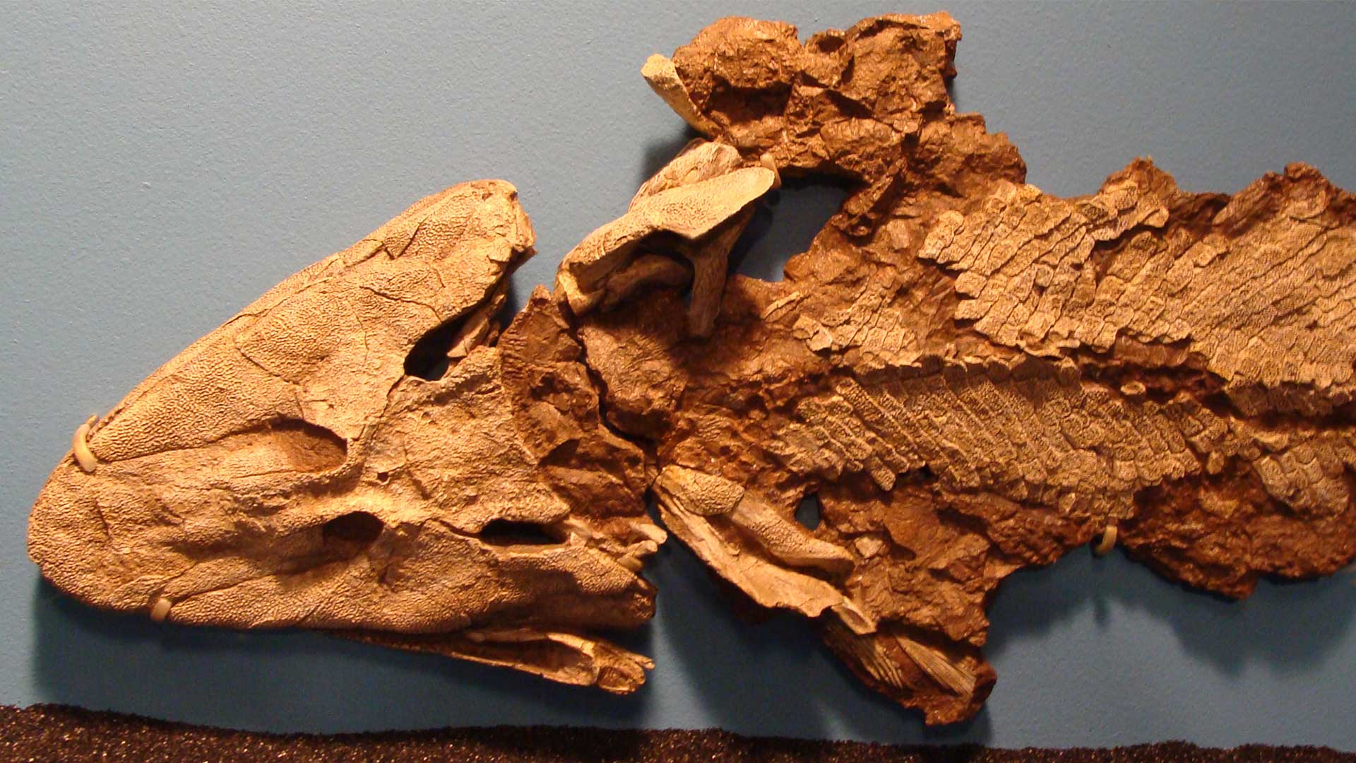 Picture of a fossil of Tiktaalik from the Field Museum in Chicago