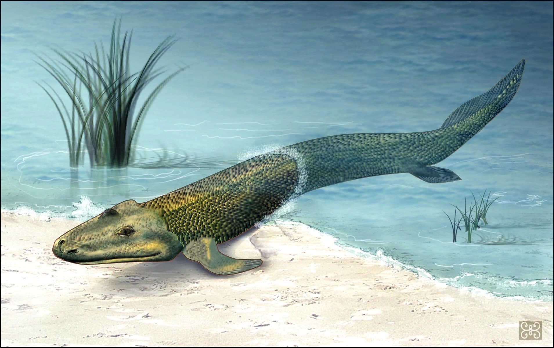 Artist's recreation of Tiktaalik moving from water to land