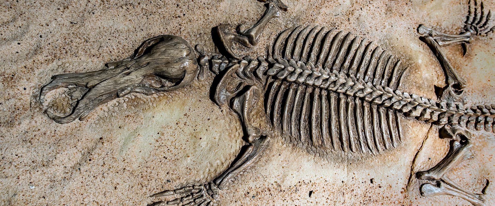 Fossil giant toothed platypus