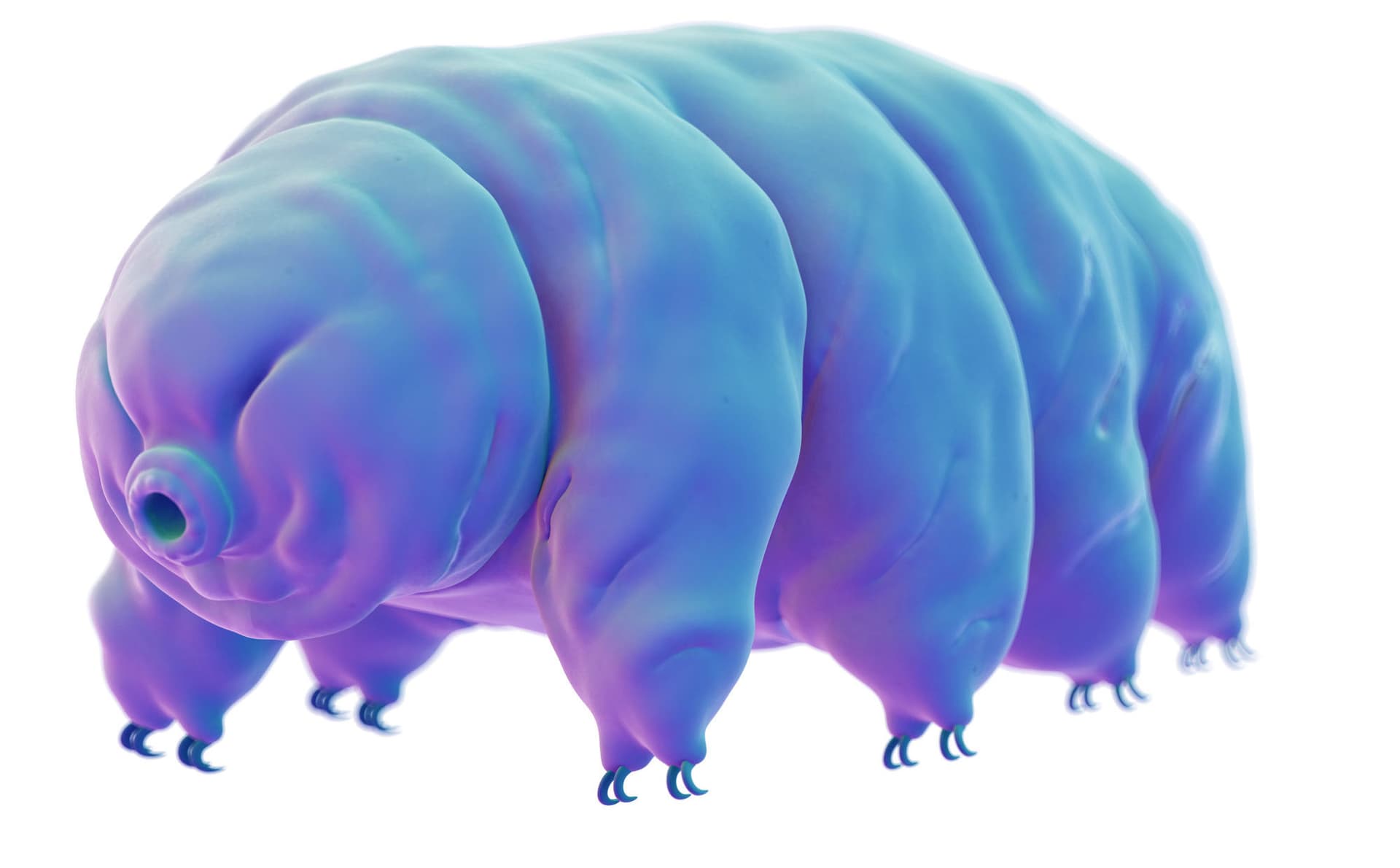 artistic rendering of a tardigrade